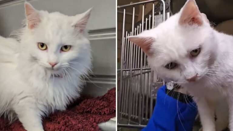 adopted cat