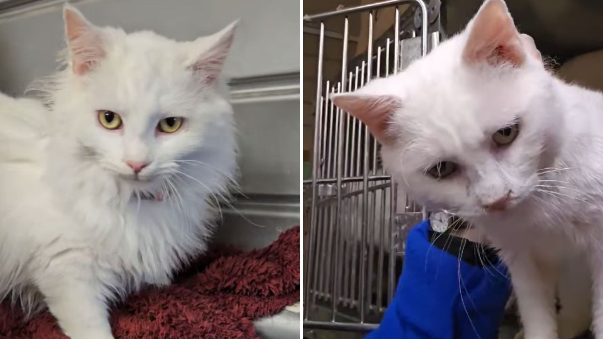 adopted cat