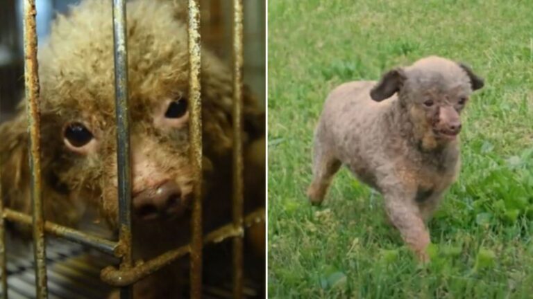 Dog Rescued From Puppy