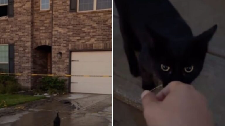 cat runs away during a house fire