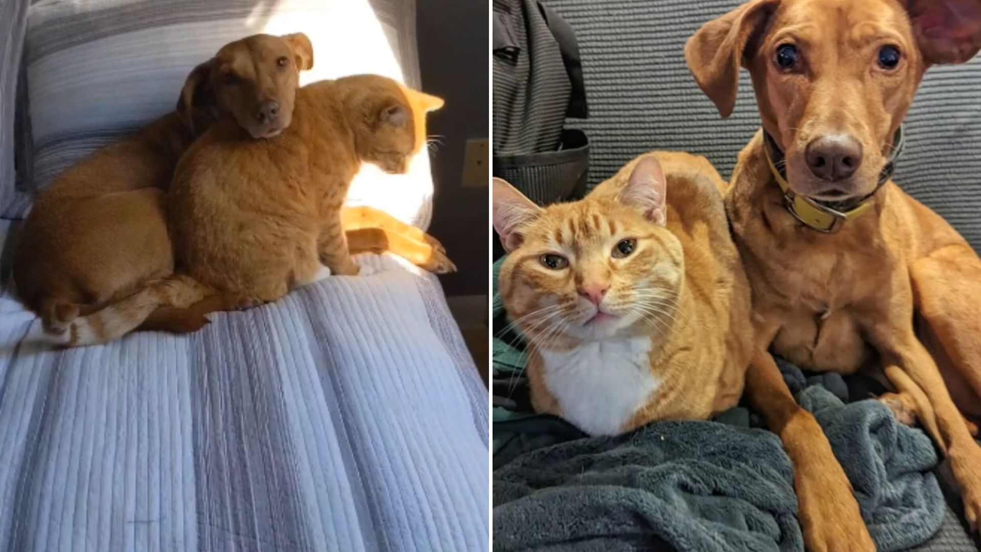 Cat Comforting Anxious Dog