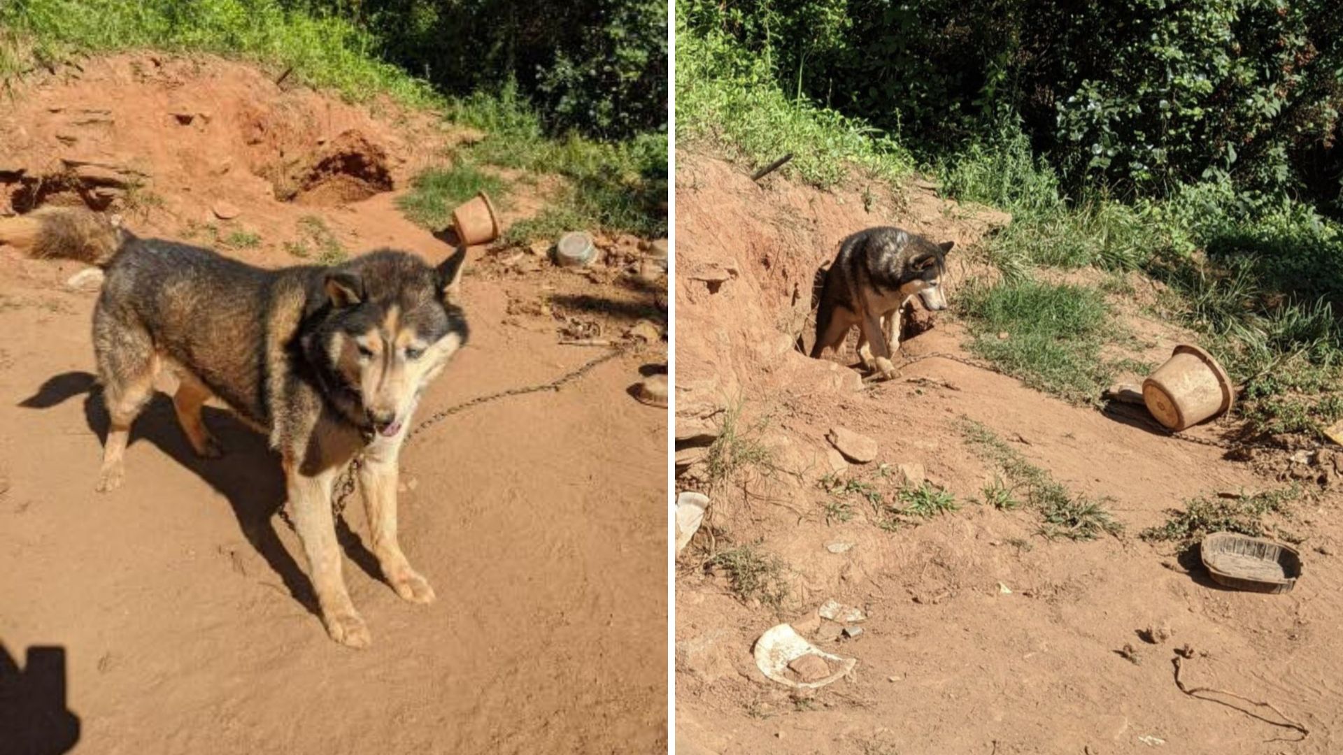 neglected husky digs a hole