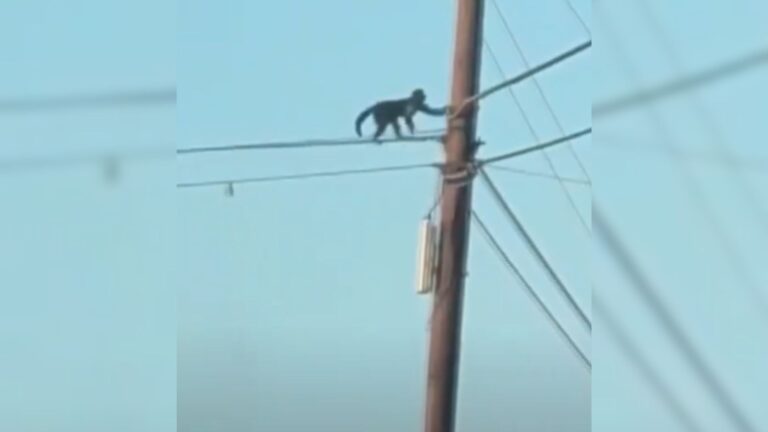 escaped monkey