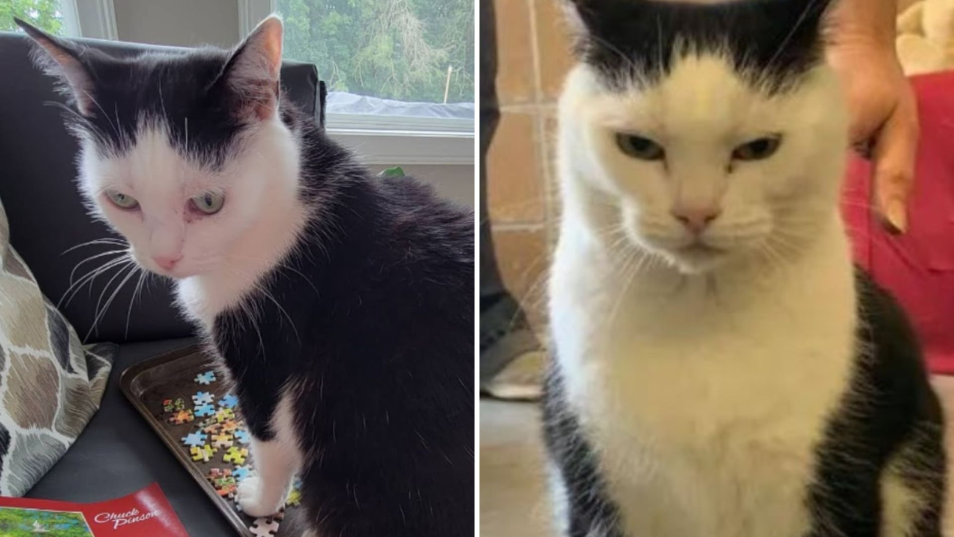 shelter cat