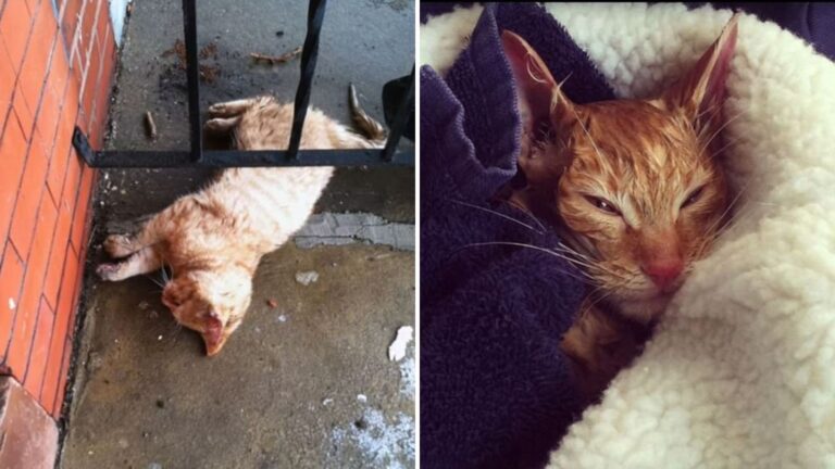 elsa the cat saved by teacher