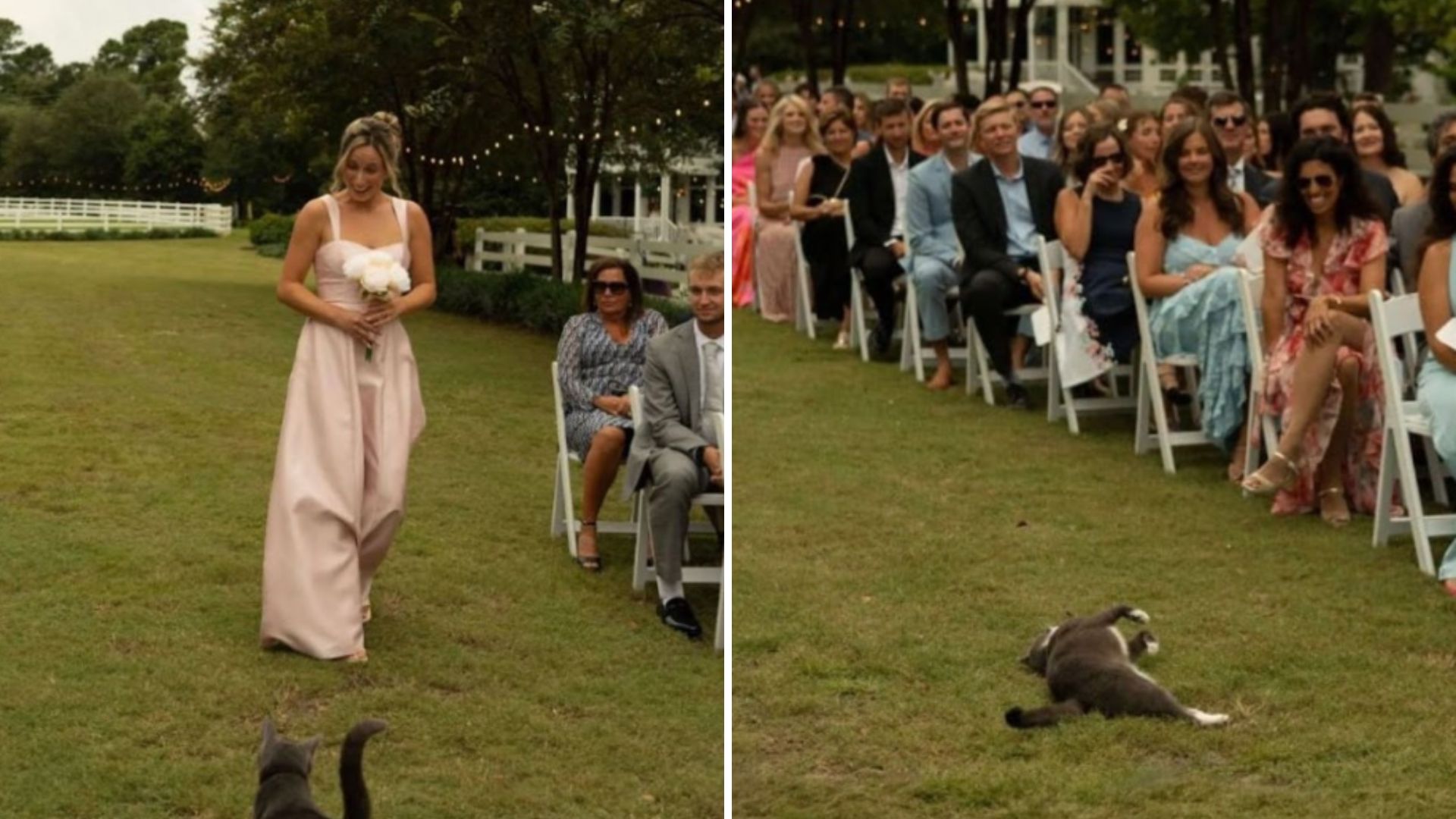 cat at wedding