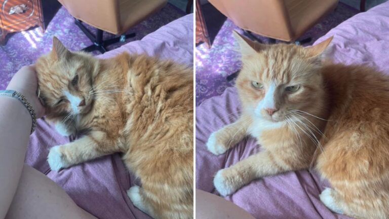 missing cat