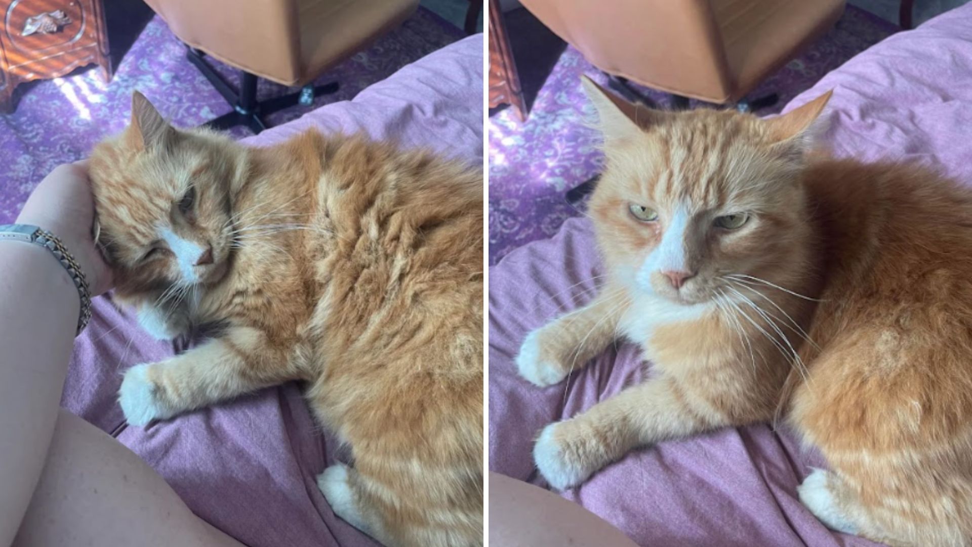 missing cat