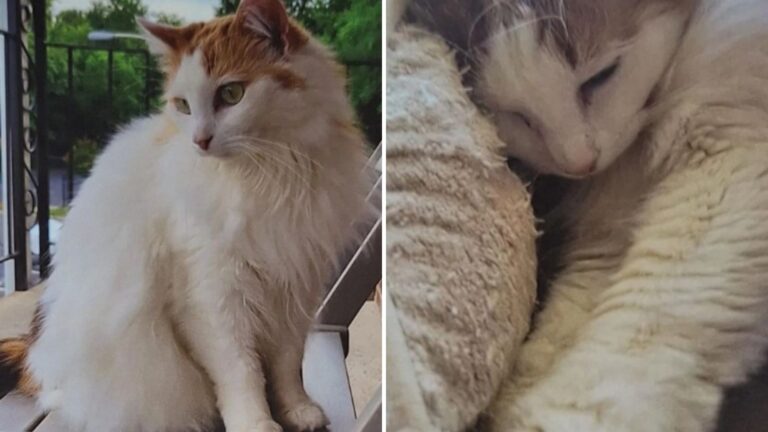 heartbroken cat