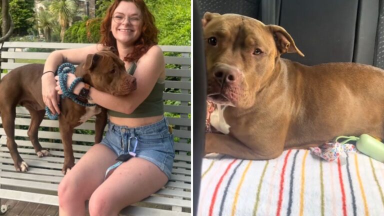 woman takes shelter dog for sleepover