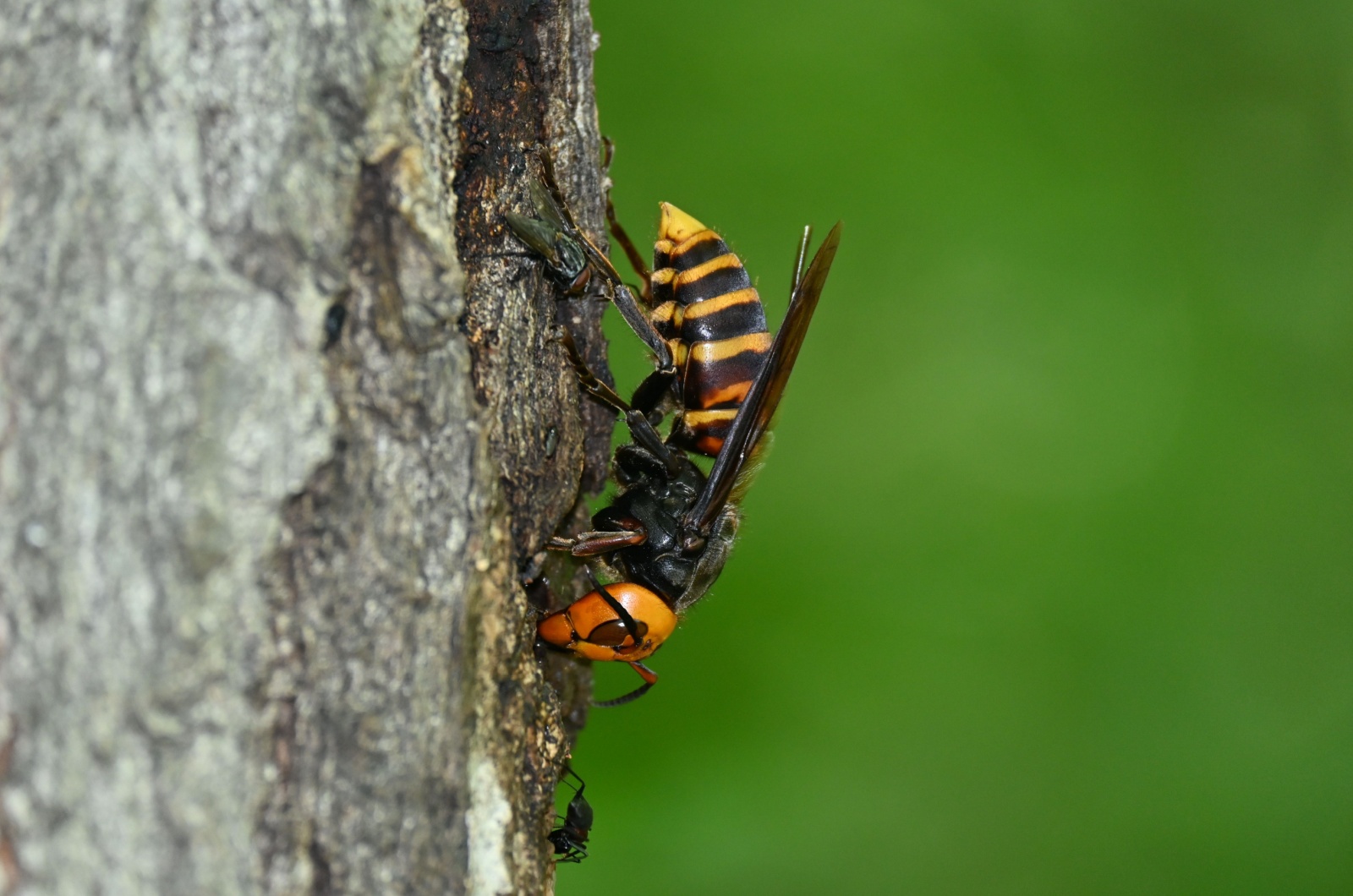 Northern Giant Hornet