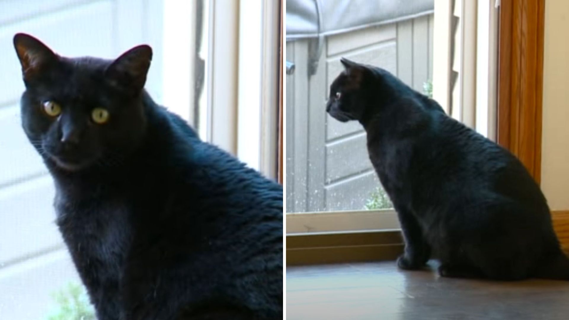 bob the cat saves family from co poisoning