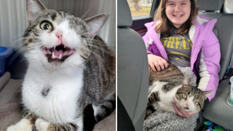 Ohio Cat Missing An Eye And Nostril Finally Finds A Loving Home After Years Of Waiting