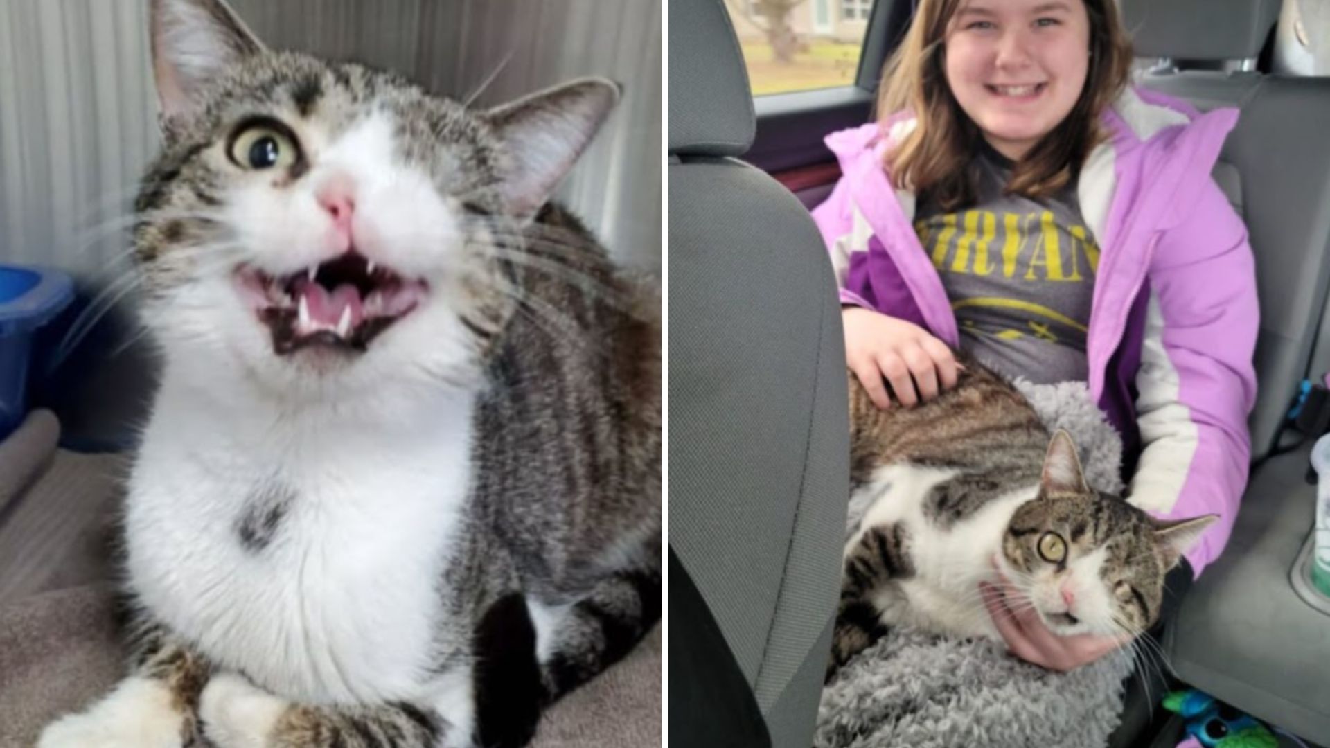 Ohio Cat Missing An Eye And Nostril Finally Finds A Loving Home After Years Of Waiting