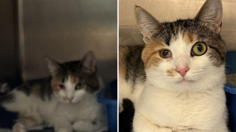 Ohio Cat Once Rejected For Her Eyes Finally Finds A Forever Home