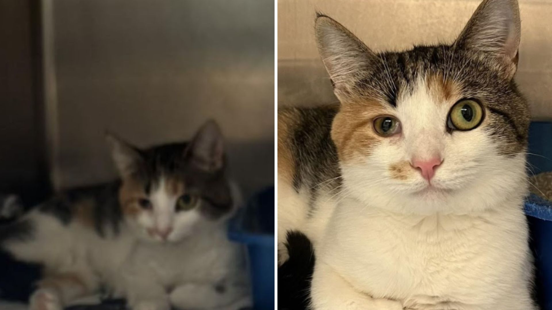 Ohio Cat Once Rejected For Her Eyes Finally Finds A Forever Home