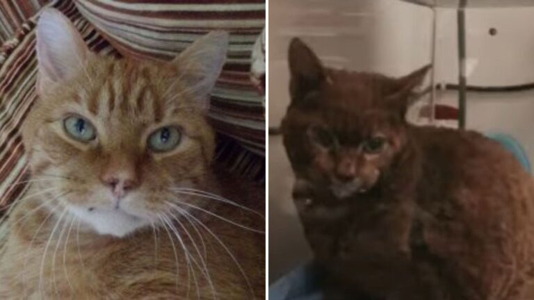 hero cat