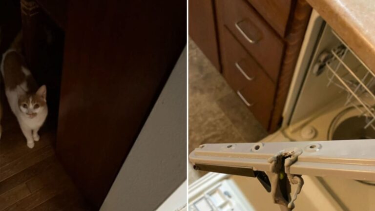 cat scratching at his owners door
