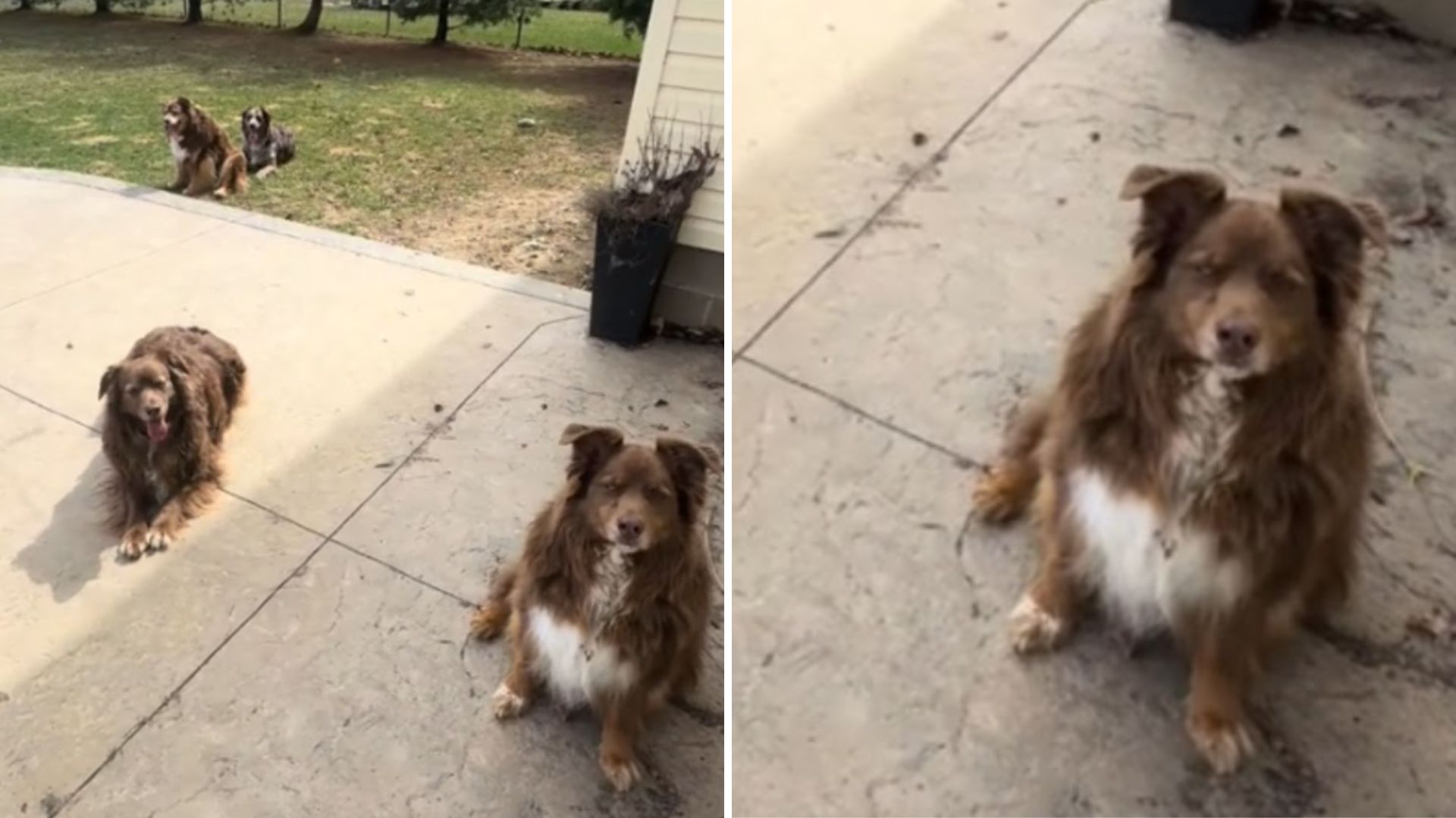 dog outdoors