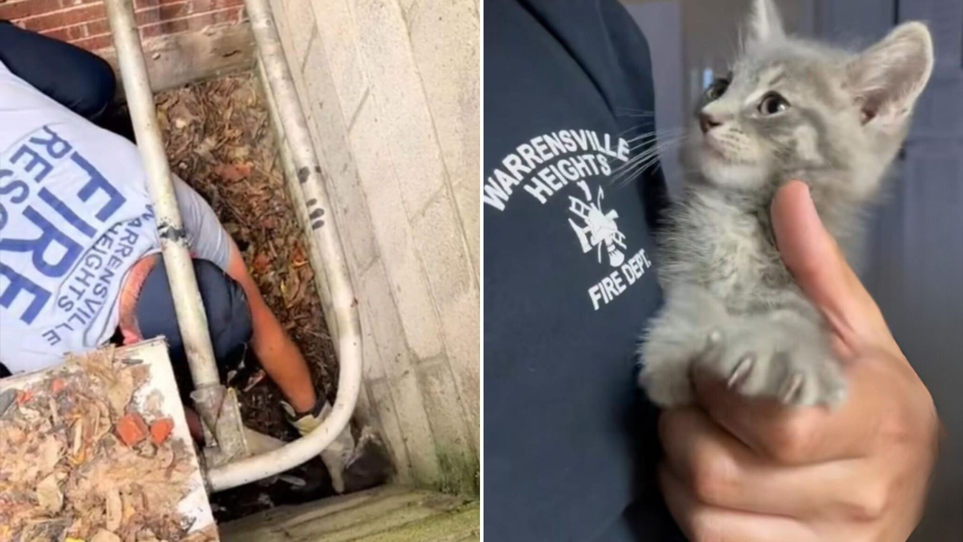 rescued kitten