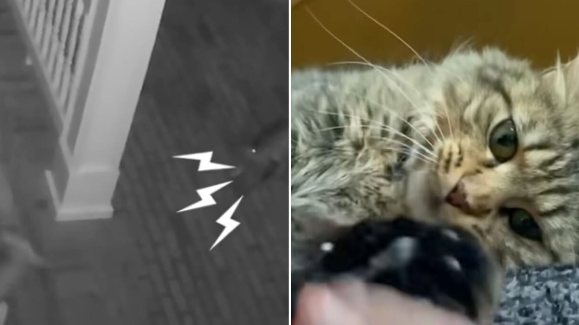 brave kitten