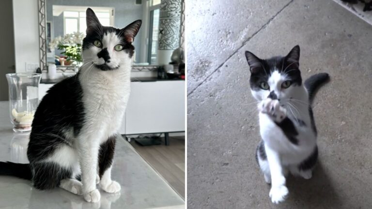 cat responds just like dog