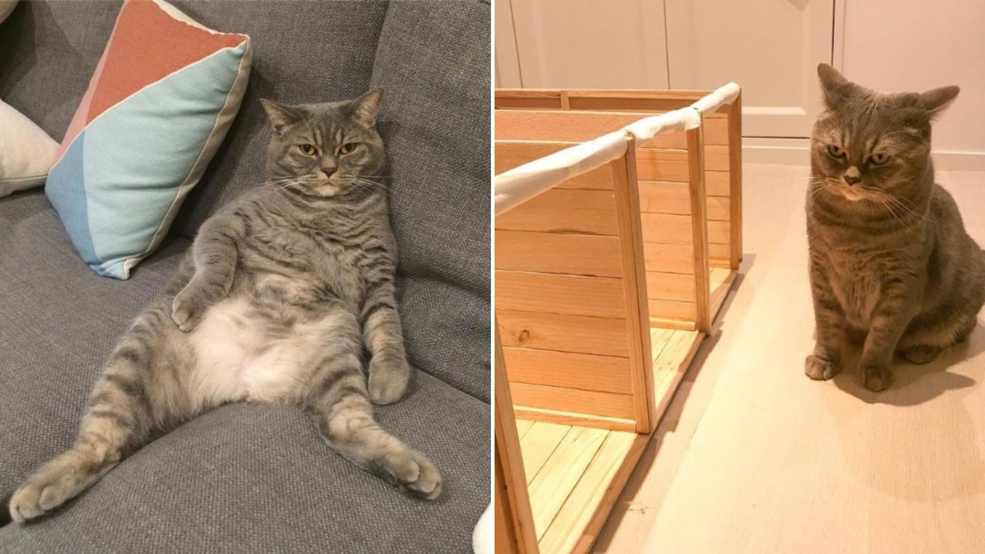 Ohio Owners Hatch A Brilliant Plan To Stop Their Greedy Male Cat From Stealing Kittens’ Food