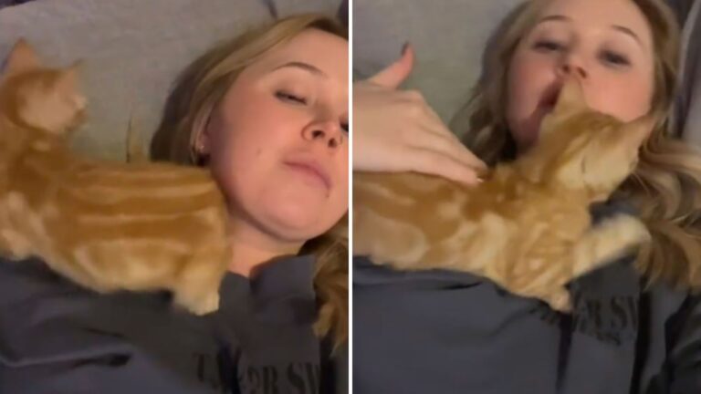 kitten curls around owners neck