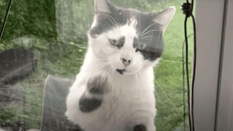 bart the timid stray cat begs to be adopted