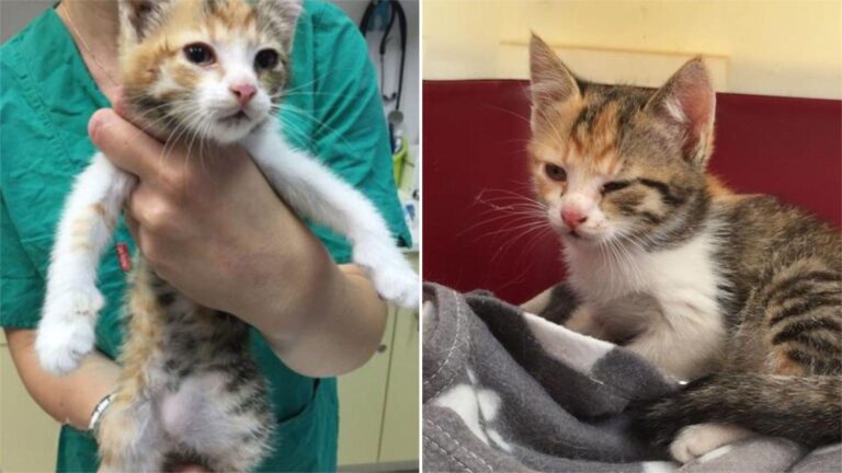 daisy kitten with hernia
