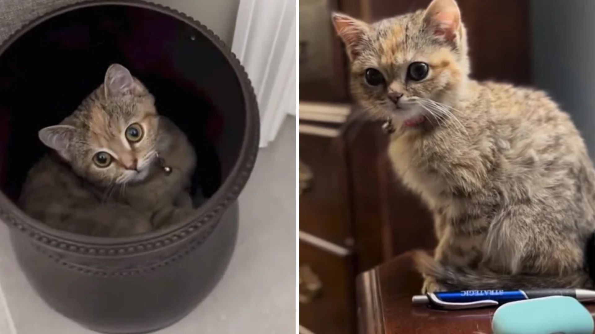 cat thought to be 7 weeks old