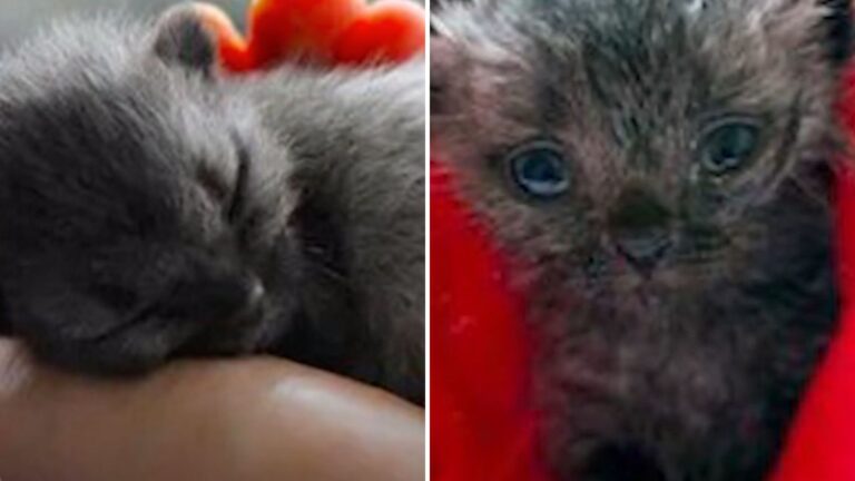 bruce the unusual kitten saved by woman