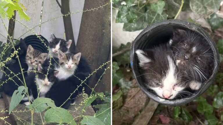 kittens in a drain