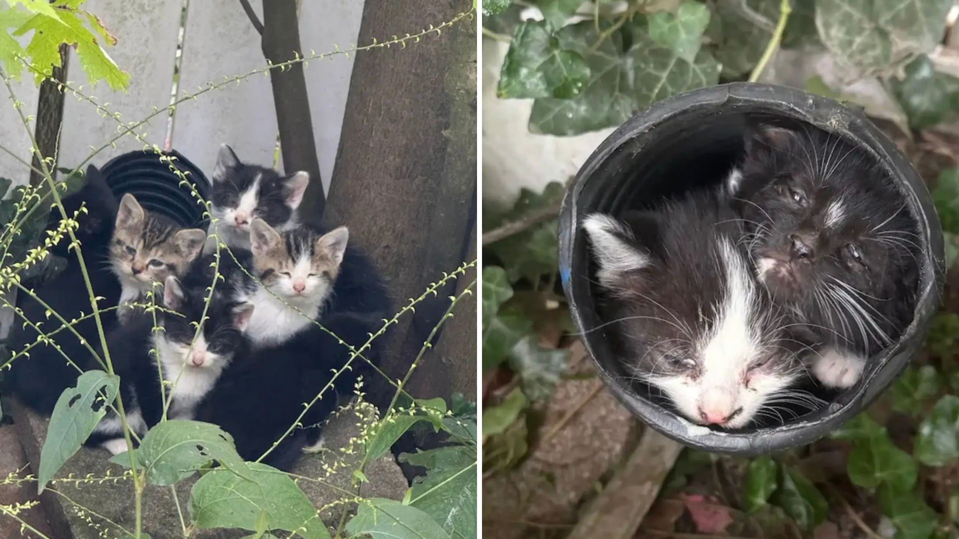 kittens in a drain