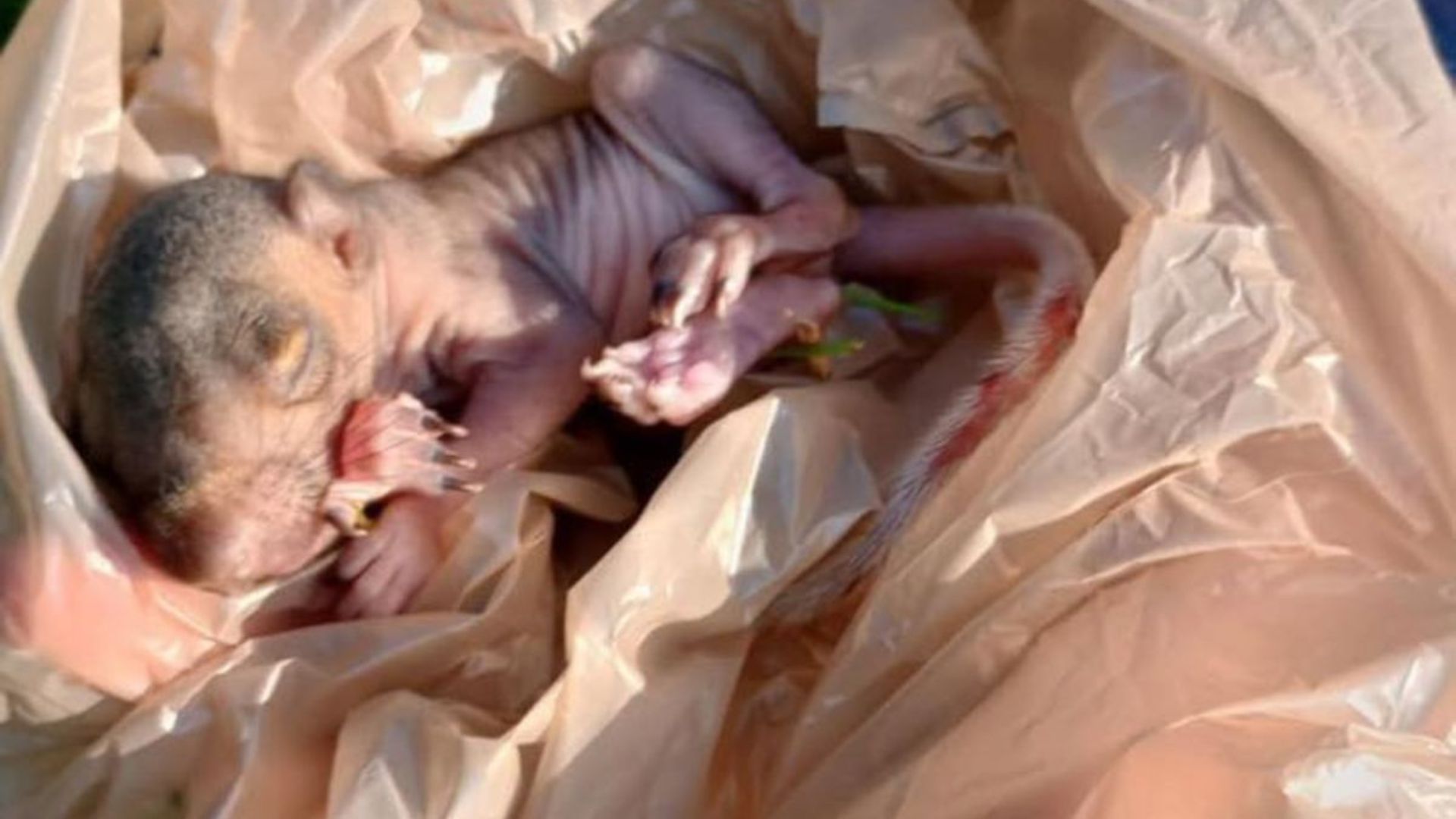 woman finds baby squirrel fallen from nest