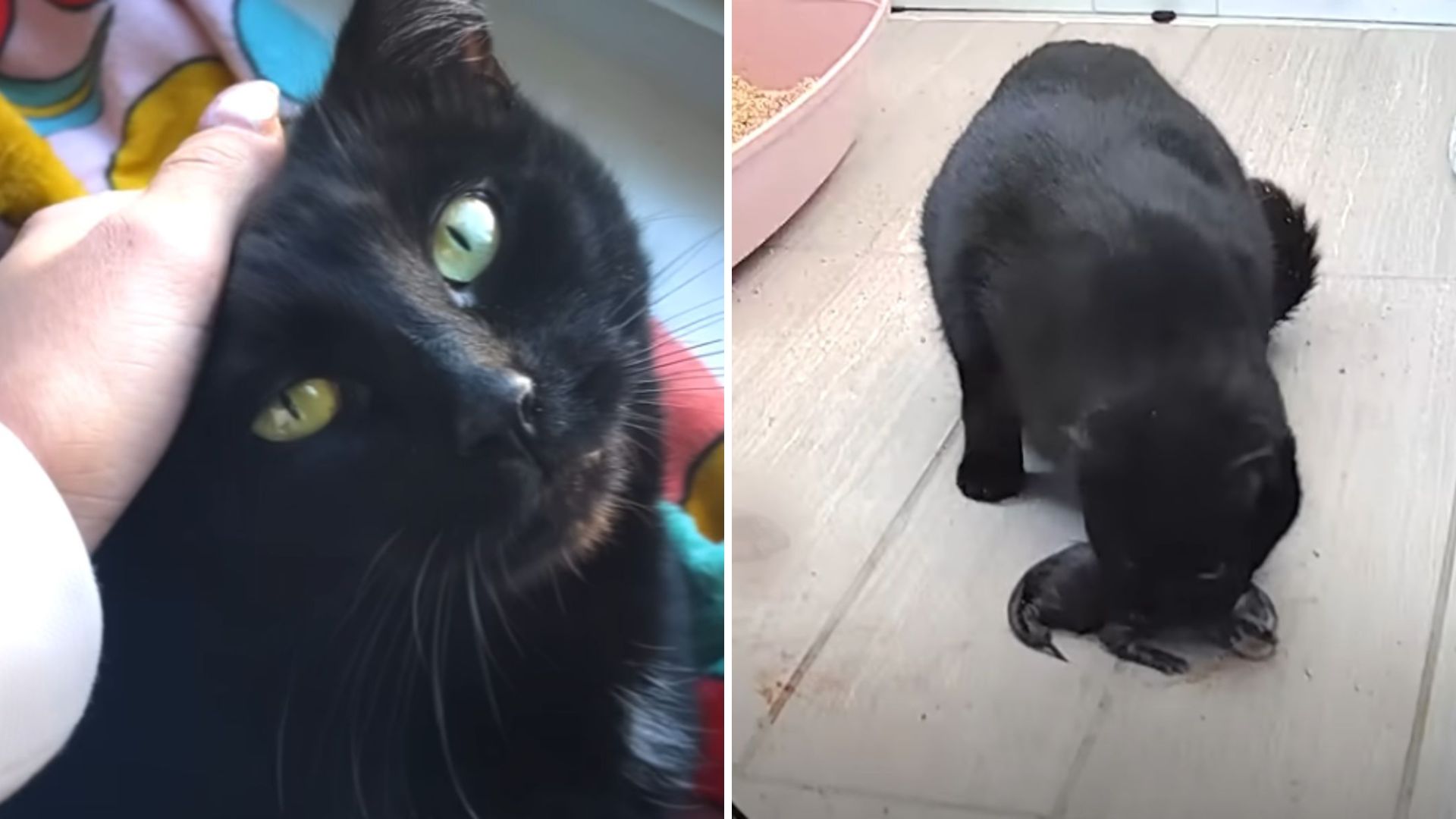 cat giving birth on nanny cam