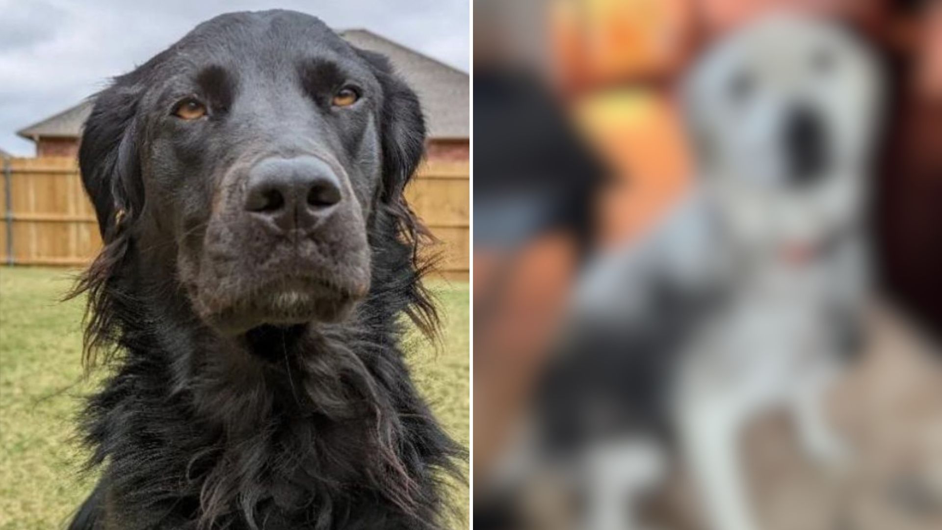 black labrador turns completely white