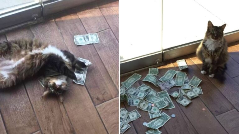 cat obsessed with money