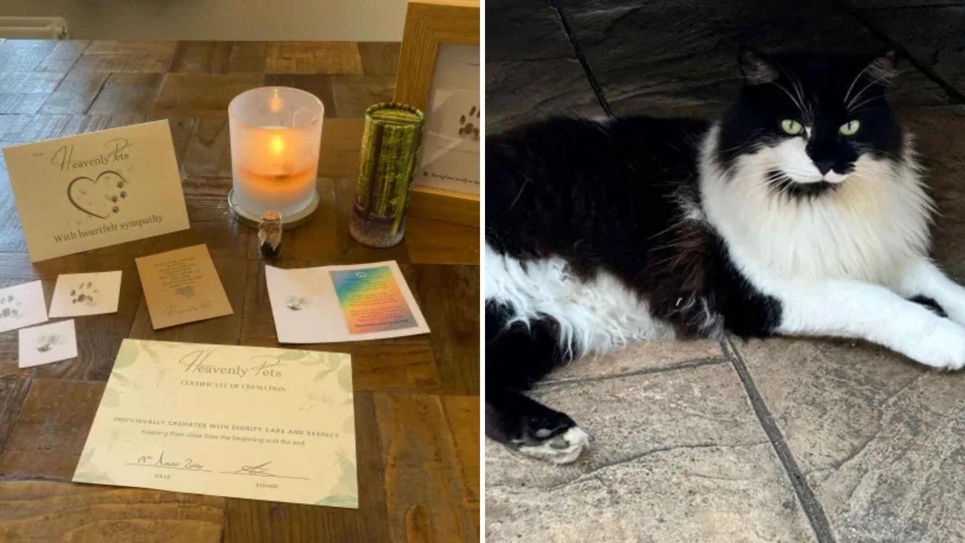 cremated cat shows up alive