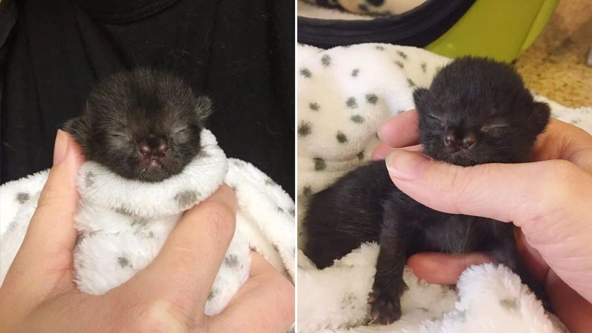 one day old kitten