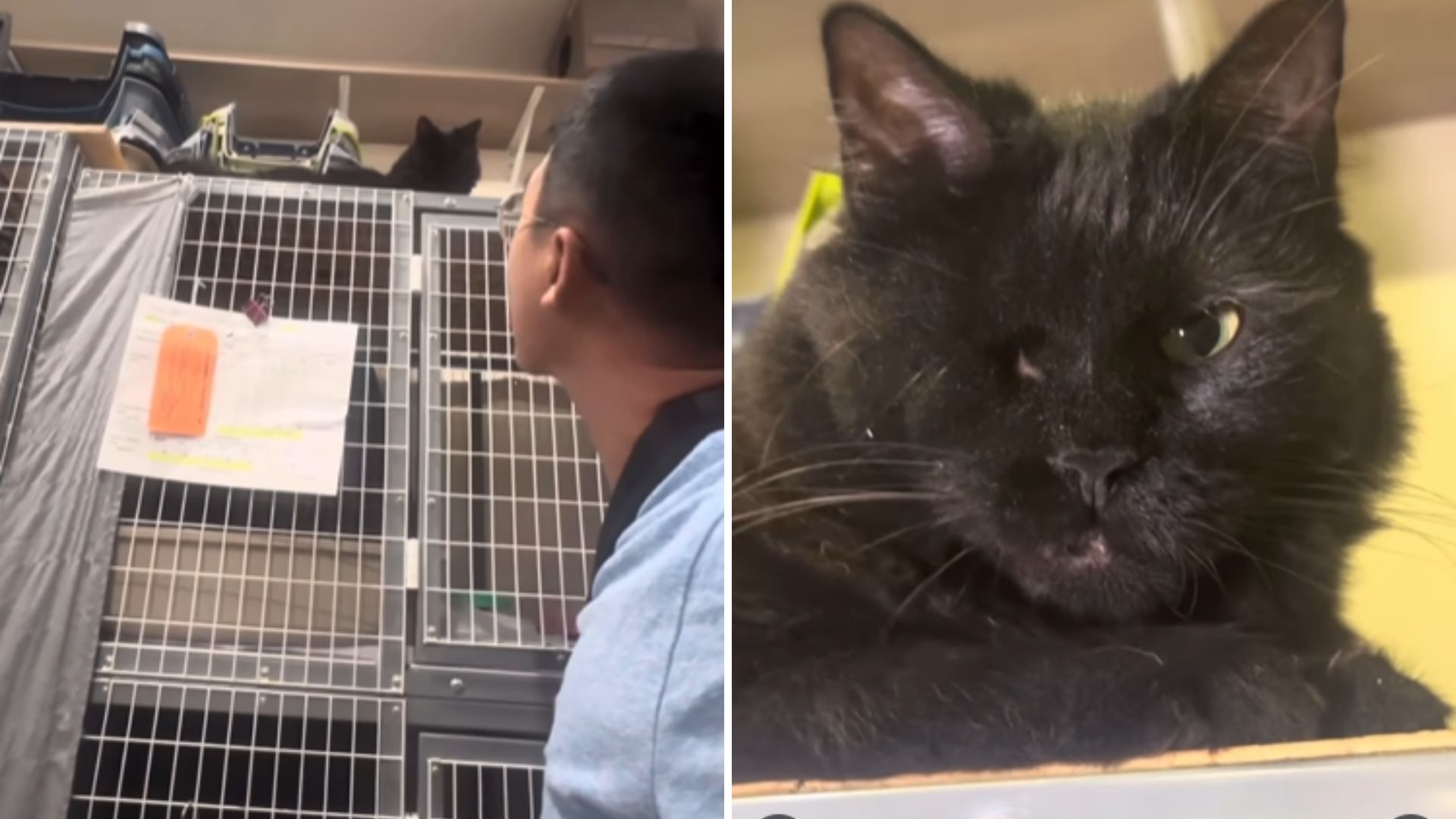 One-Eyed Cat Survives 390 Days Alone