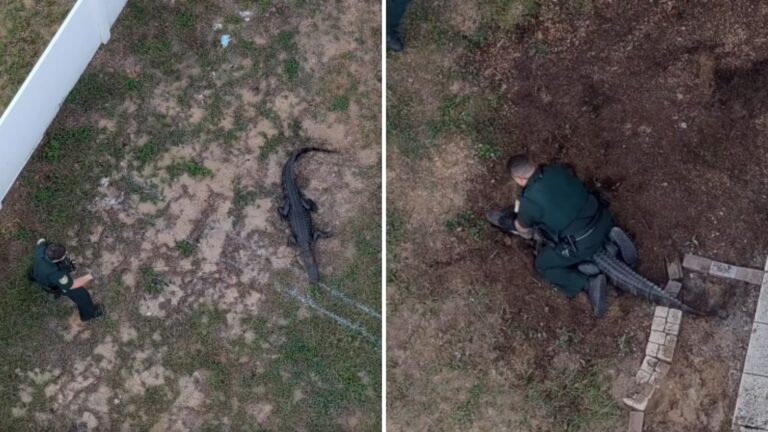 “Only In Florida” Officers Wrestle 6-Foot Gator From Woman's Yard Straight Into Their Cruiser