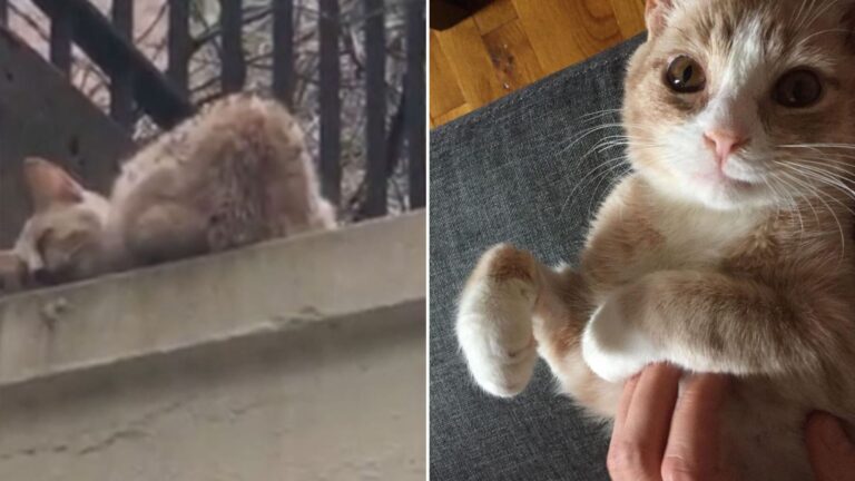 orange kitten