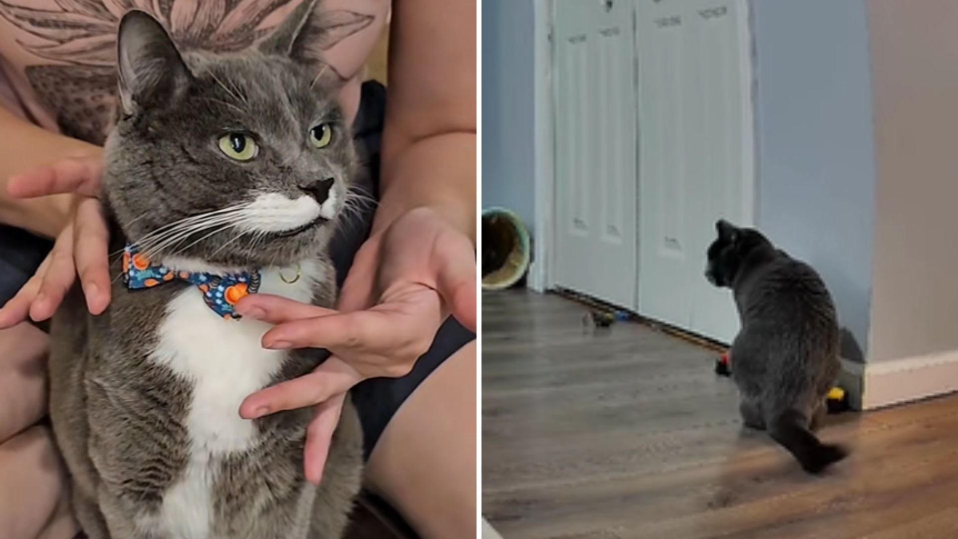 funny cat