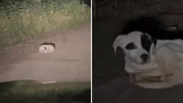 camper finds puppy on logging road