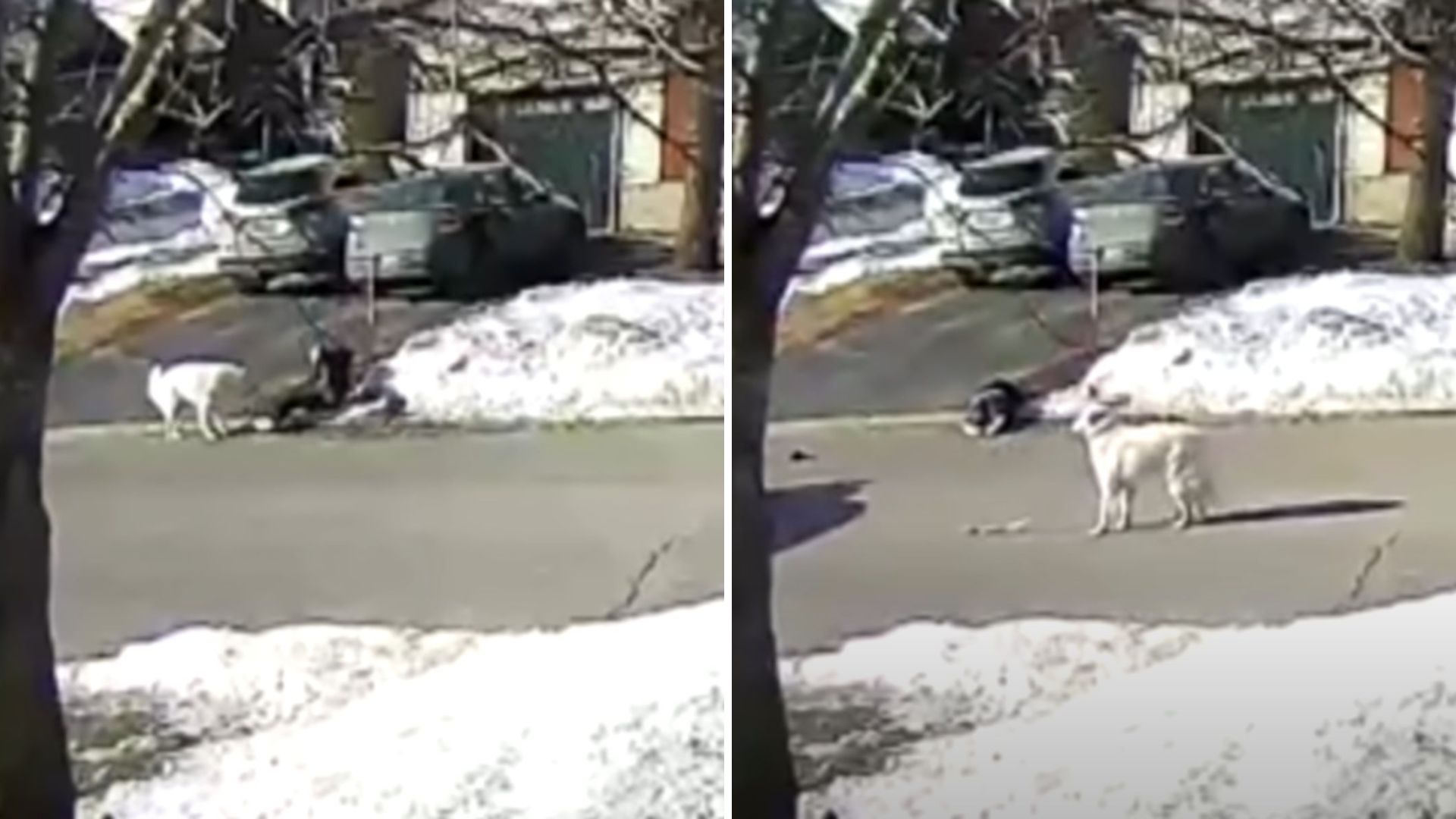 dog blocks traffic to save owners life