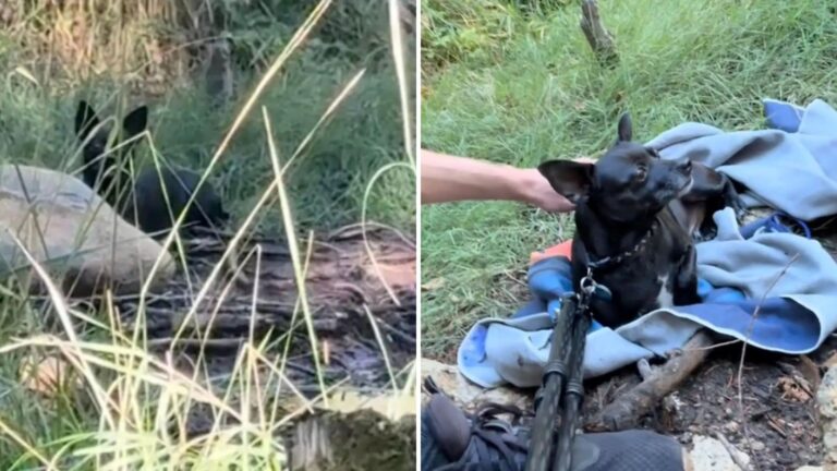 hiker reunites lost dog with owner