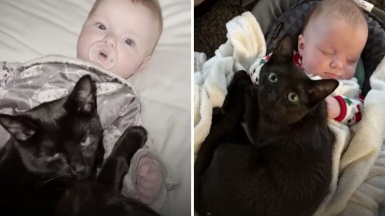 cat with the baby