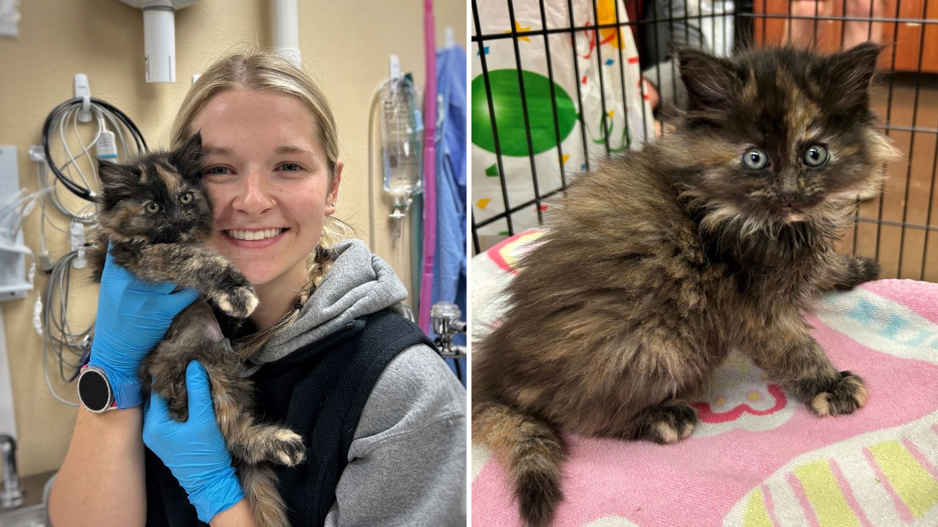 oregon shelter cat is extremely rare
