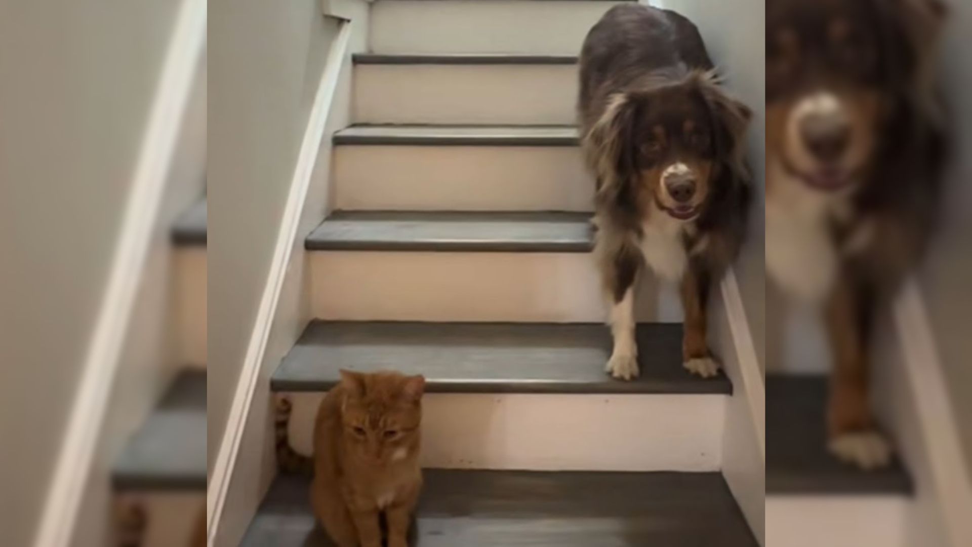 pup too scared